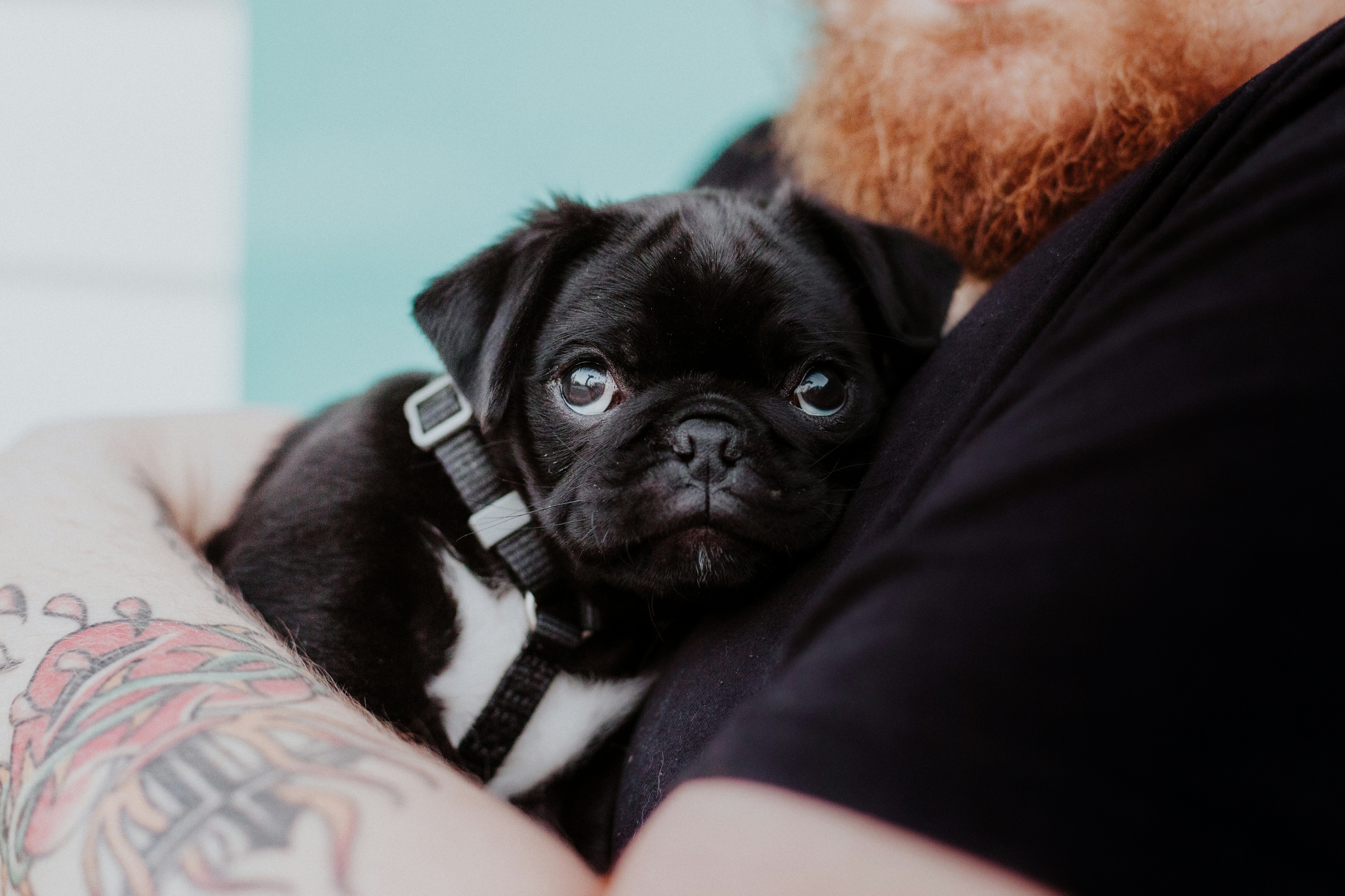 Gold Standard Breeder